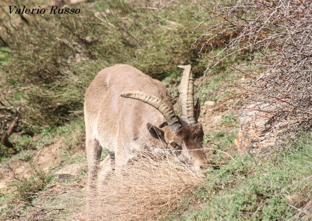 incontri ravvicinati in Sierra Nevada (Capra pyrenaica)